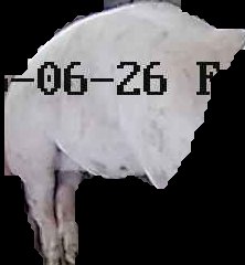 Crop