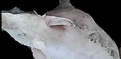 Crop
