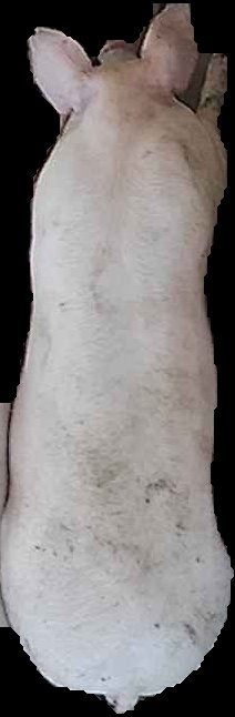 Crop