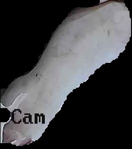 Crop