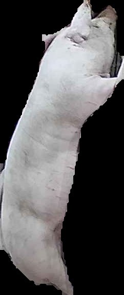 Crop