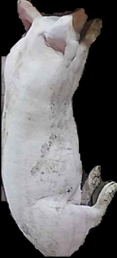 Crop