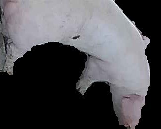 Crop
