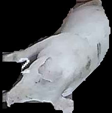 Crop