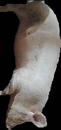 Crop