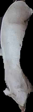 Crop