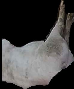 Crop