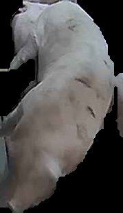 Crop