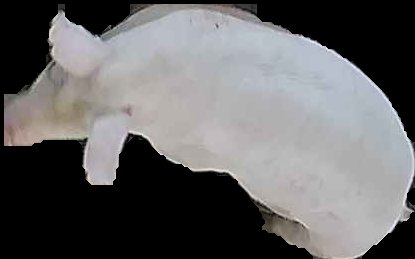 Crop