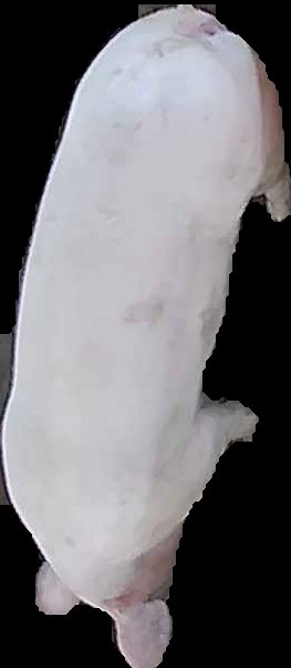 Crop