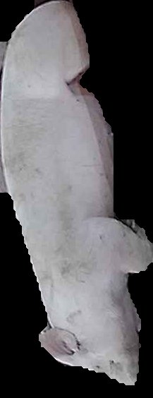 Crop