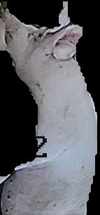 Crop
