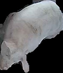 Crop