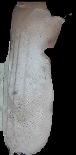 Crop