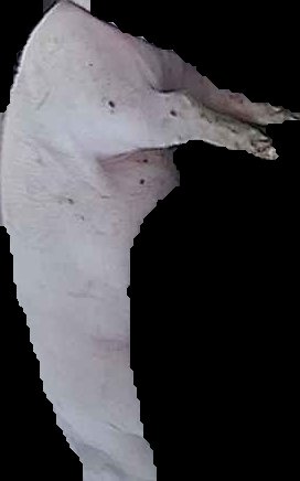 Crop