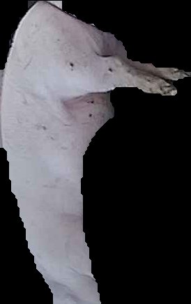 Crop