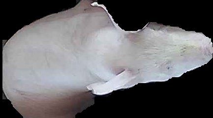 Crop