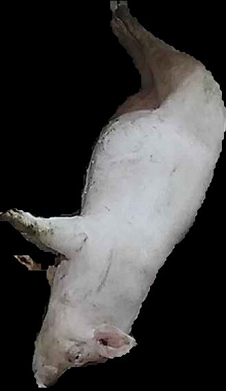 Crop