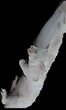 Crop