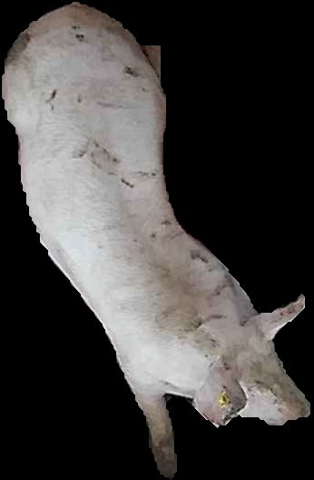 Crop