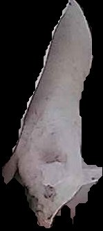 Crop