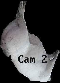 Crop