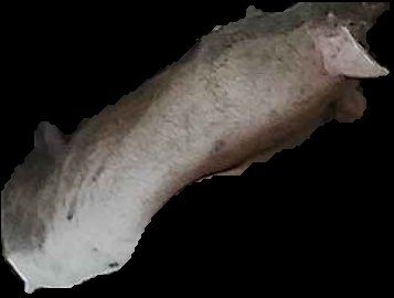 Crop