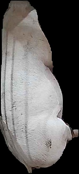 Crop