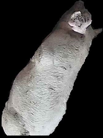 Crop