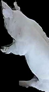 Crop