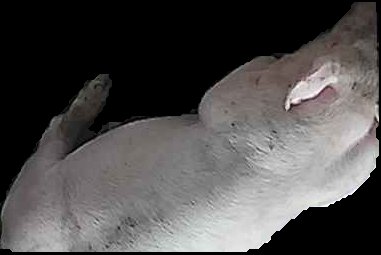 Crop