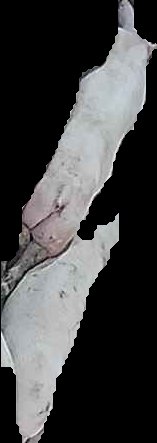 Crop