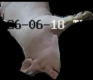 Crop