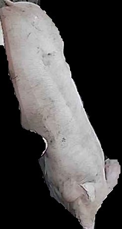 Crop