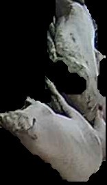 Crop