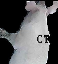 Crop