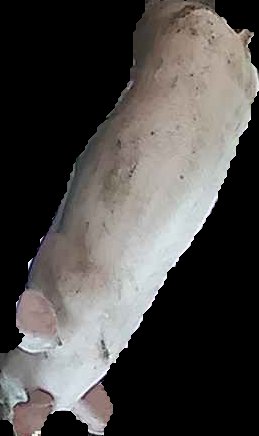 Crop