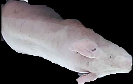 Crop