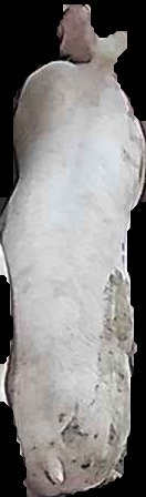 Crop