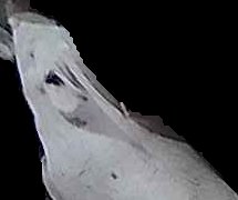 Crop