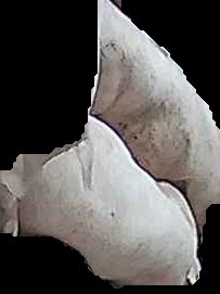 Crop