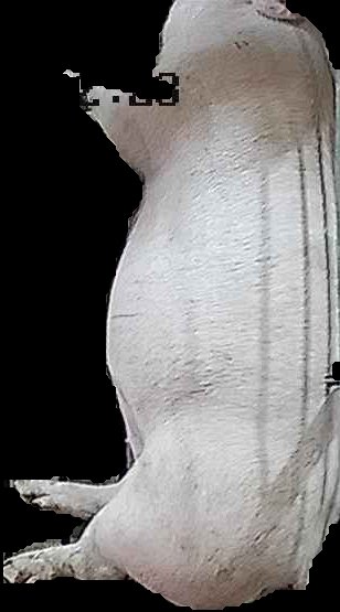 Crop