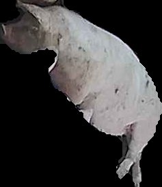 Crop