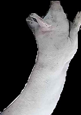 Crop