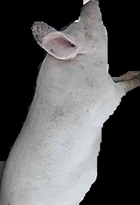 Crop