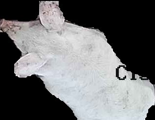 Crop
