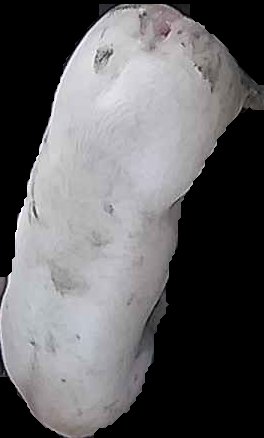 Crop