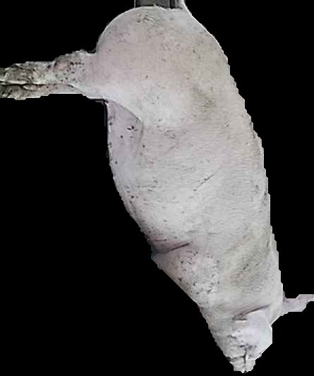 Crop