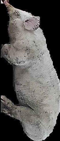 Crop