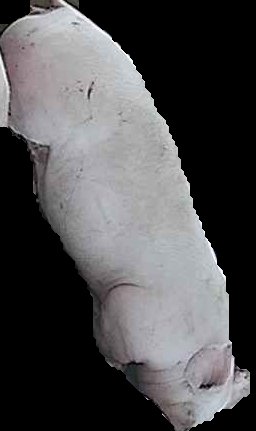 Crop